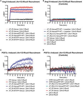 Asymmetric Recruitment of β-Arrestin1/2 by the Angiotensin II Type I and Prostaglandin F2α Receptor Dimer